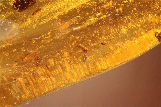 大きくて面白い形マダガスカル産コーパル(約100万年前の樹液の化石)(その10)