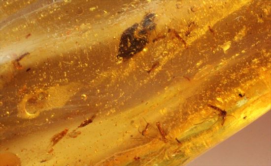 大きくて面白い形マダガスカル産コーパル(約100万年前の樹液の化石)(その11)