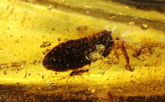 大きくて面白い形マダガスカル産コーパル(約100万年前の樹液の化石)(その2)