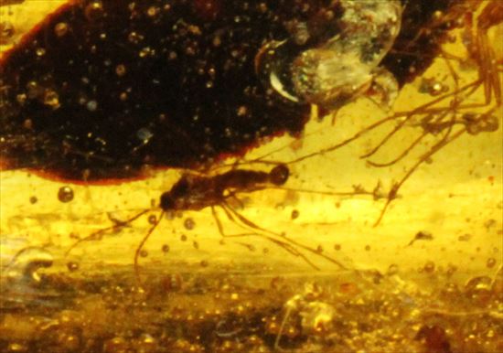 大きくて面白い形マダガスカル産コーパル(約100万年前の樹液の化石)(その3)