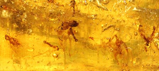 大きくて面白い形マダガスカル産コーパル(約100万年前の樹液の化石)(その4)