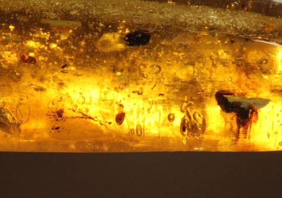 大きくて面白い形マダガスカル産コーパル(約100万年前の樹液の化石)(その5)