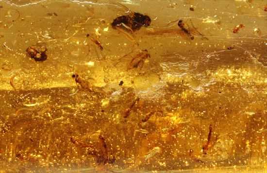 大きくて面白い形マダガスカル産コーパル(約100万年前の樹液の化石)(その7)