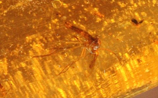 大きくて面白い形マダガスカル産コーパル(約100万年前の樹液の化石)(その8)