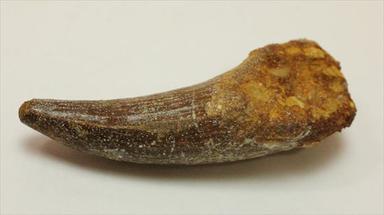 人気肉食恐竜スピノサウルスの歯化石(Spinosaurus tooth)(その2)