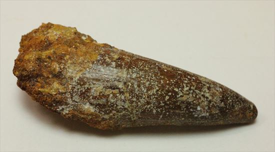 人気肉食恐竜スピノサウルスの歯化石(Spinosaurus tooth)(その3)