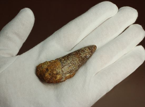 人気肉食恐竜スピノサウルスの歯化石(Spinosaurus tooth)(その4)