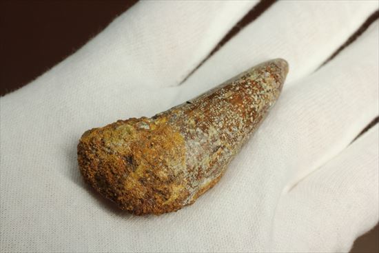 人気肉食恐竜スピノサウルスの歯化石(Spinosaurus tooth)（その5）