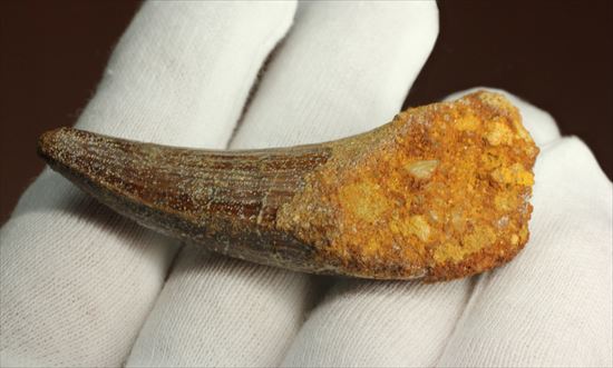 人気肉食恐竜スピノサウルスの歯化石(Spinosaurus tooth)(その6)