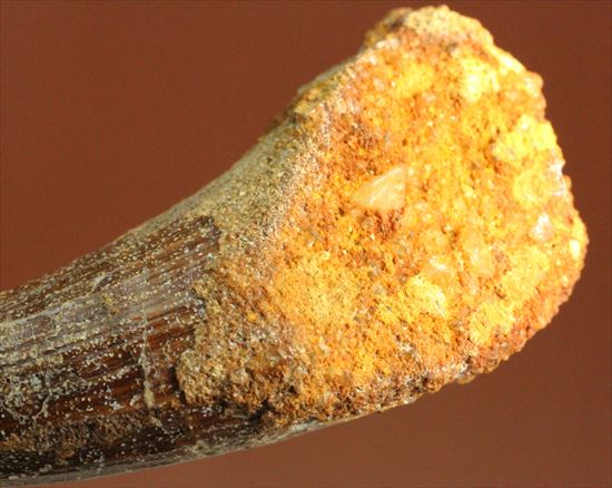 人気肉食恐竜スピノサウルスの歯化石(Spinosaurus tooth)（その7）