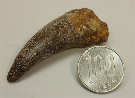 人気肉食恐竜スピノサウルスの歯化石(Spinosaurus tooth)(その8)