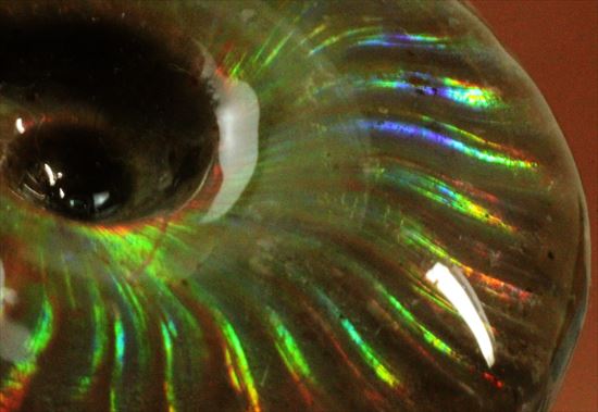 両面レインボー！マダガスカル産光るアンモナイト化石