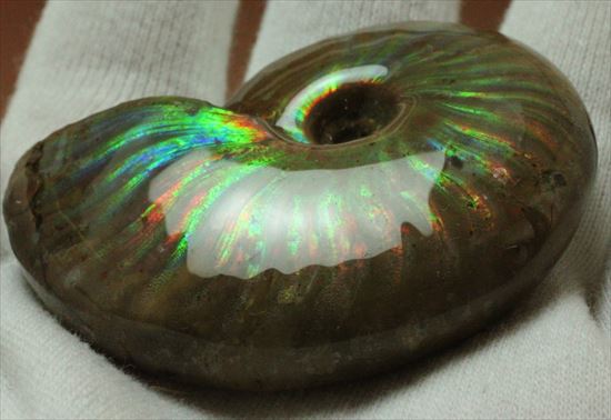 両面レインボー！マダガスカル産光るアンモナイト化石