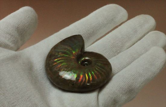 両面レインボー！マダガスカル産光るアンモナイト化石