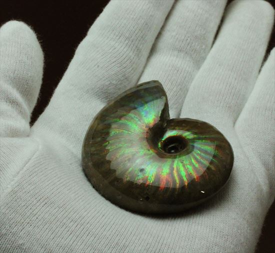 超大型マダガスカル産 アンモナイト化石 マダガスカル産 アンモナイト化石（キャライコセラス）特大