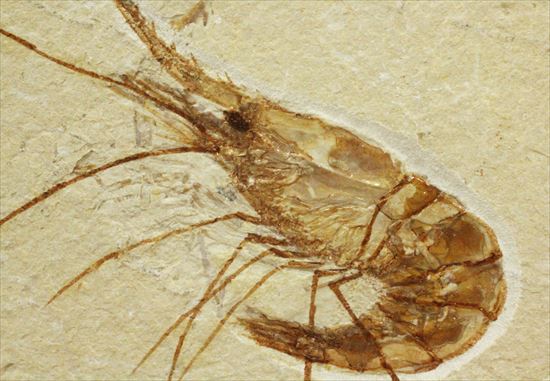 状態良好な絶滅した白亜紀のエビ化石(Carpopenaeus callirostris)(その1)