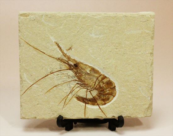 状態良好な絶滅した白亜紀のエビ化石(Carpopenaeus callirostris)(その2)