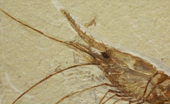 状態良好な絶滅した白亜紀のエビ化石(Carpopenaeus callirostris)（その3）