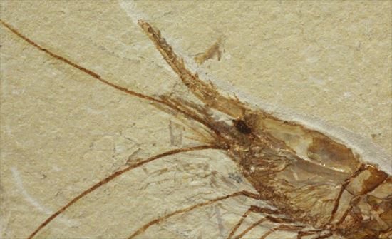 状態良好な絶滅した白亜紀のエビ化石(Carpopenaeus callirostris)(その3)