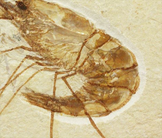 状態良好な絶滅した白亜紀のエビ化石(Carpopenaeus callirostris)(その4)