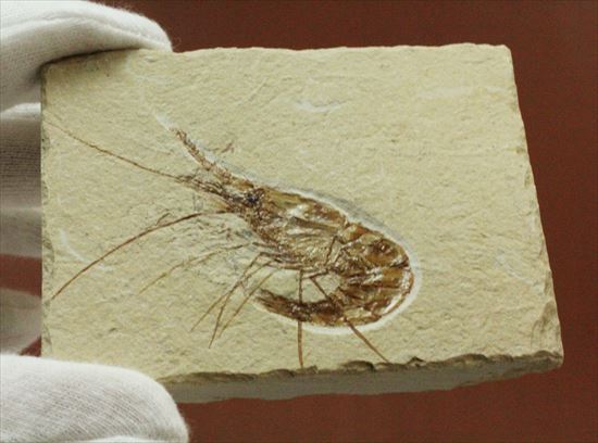 状態良好な絶滅した白亜紀のエビ化石(Carpopenaeus callirostris)(その5)