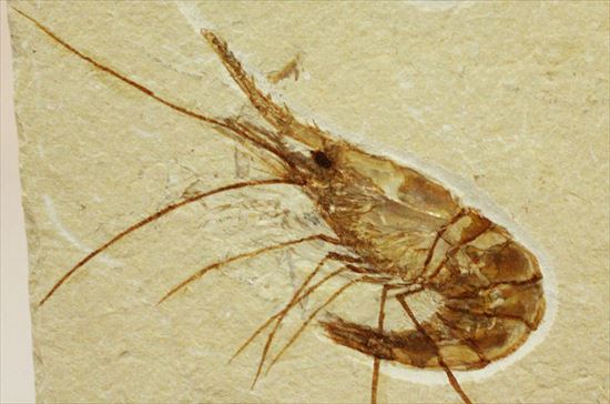 状態良好な絶滅した白亜紀のエビ化石(Carpopenaeus callirostris)(その6)