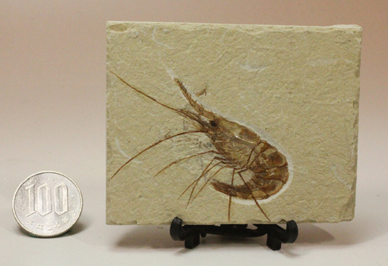状態良好な絶滅した白亜紀のエビ化石(Carpopenaeus callirostris)(その7)