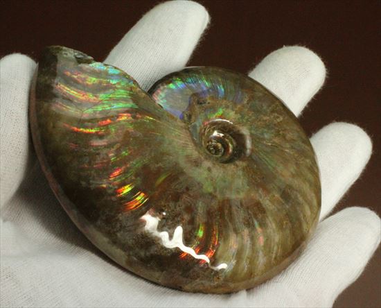 甲乙つけがたい両面光り！マダガスカル産光るアンモナイト