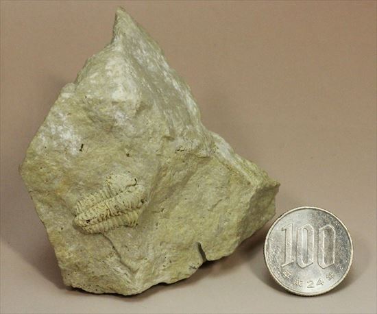 白色が特徴的な米国産カリメネ(Gravicalymene Celebra)(その13)