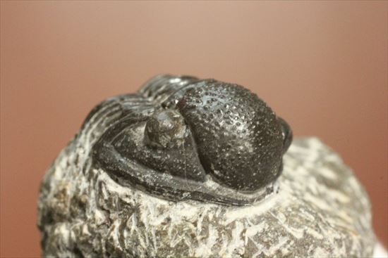 三葉虫(Proetus granulosus)(その10)