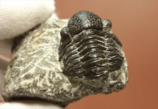 三葉虫(Proetus granulosus)(その11)