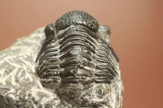 三葉虫(Proetus granulosus)(その12)