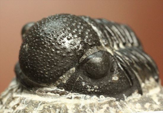三葉虫(Proetus granulosus)(その2)