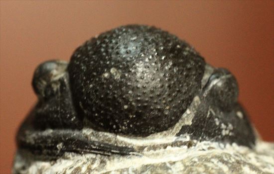 三葉虫(Proetus granulosus)（その3）
