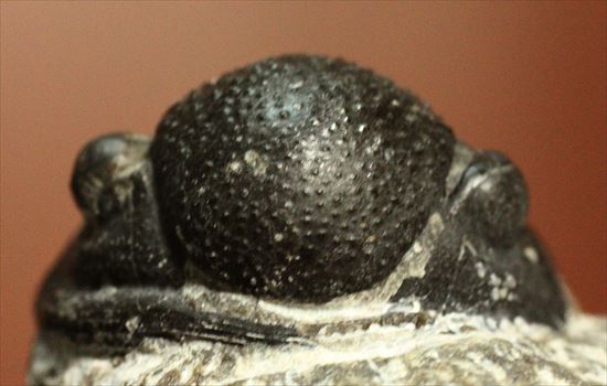 三葉虫(Proetus granulosus)(その3)