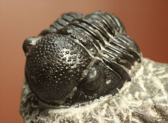 三葉虫(Proetus granulosus)(その4)