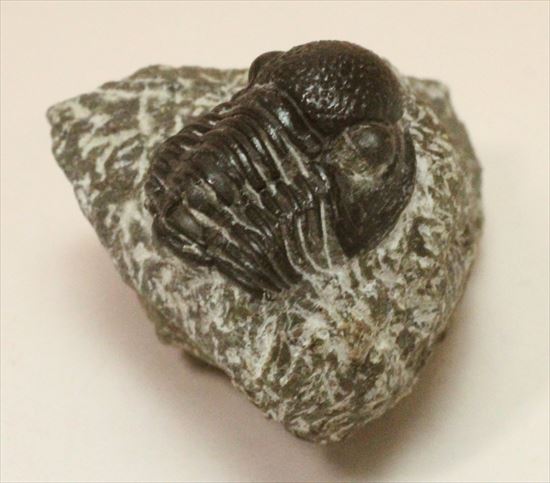 三葉虫(Proetus granulosus)(その5)