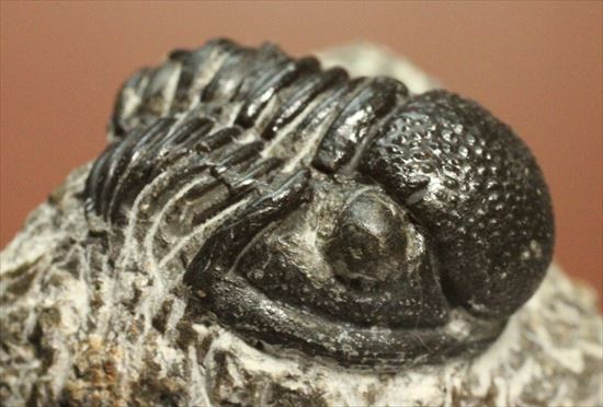 三葉虫(Proetus granulosus)(その6)