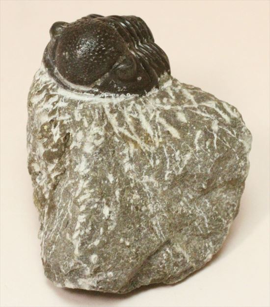 三葉虫(Proetus granulosus)(その8)