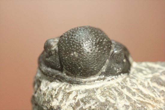 三葉虫(Proetus granulosus)(その9)