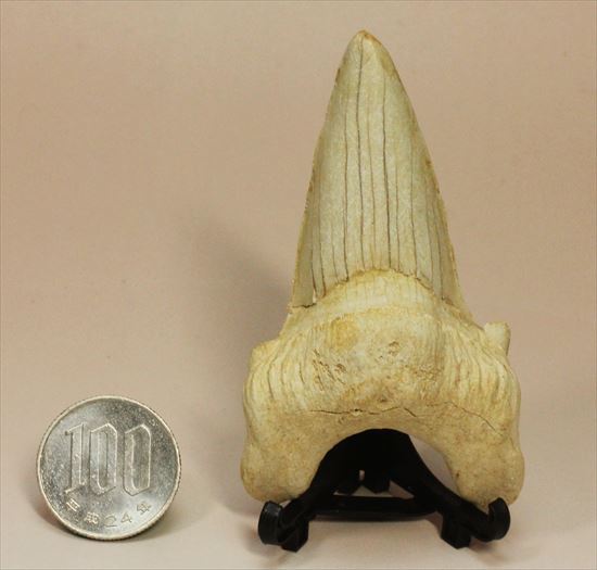長辺に沿って８５ｍｍ！状態の良いオトダスの歯化石(Otodus obliqqus)（その10）