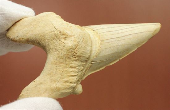 長辺に沿って８５ｍｍ！状態の良いオトダスの歯化石(Otodus obliqqus)（その2）