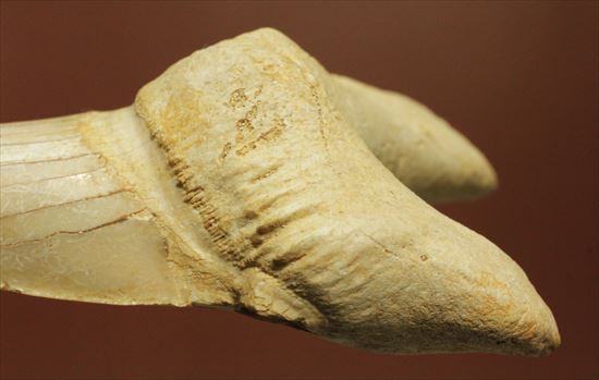 長辺に沿って８５ｍｍ！状態の良いオトダスの歯化石(Otodus obliqqus)（その6）