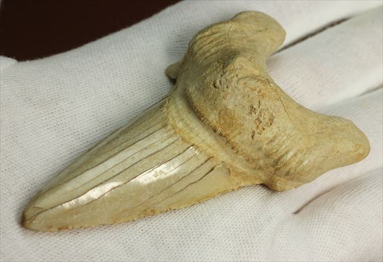 長辺に沿って８５ｍｍ！状態の良いオトダスの歯化石(Otodus obliqqus)（その8）