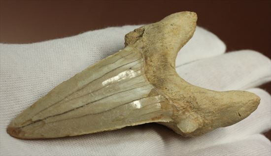 長辺に沿って８５ｍｍ！状態の良いオトダスの歯化石(Otodus obliqqus)（その9）