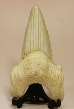 長辺に沿って８５ｍｍ！状態の良いオトダスの歯化石(Otodus obliqqus)
