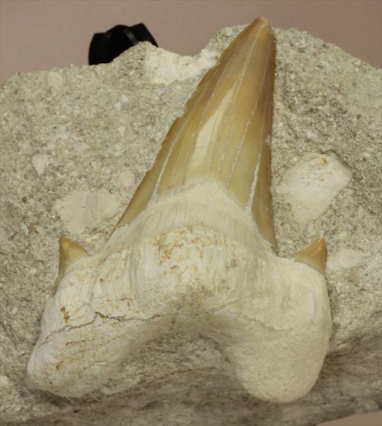 恐竜没後の時代に生きたサメの歯化石、オトダス(Otodus obliqqus)（その1）