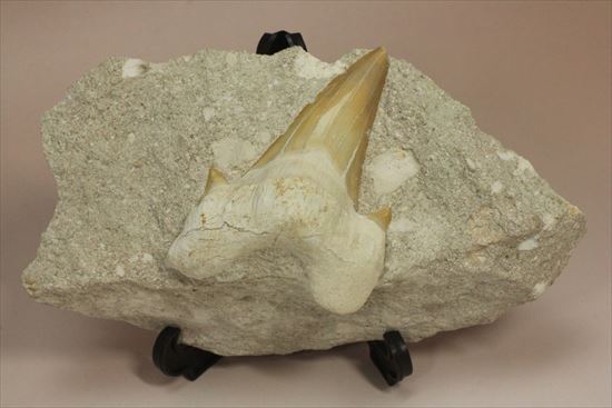 恐竜没後の時代に生きたサメの歯化石、オトダス(Otodus obliqqus)（その2）