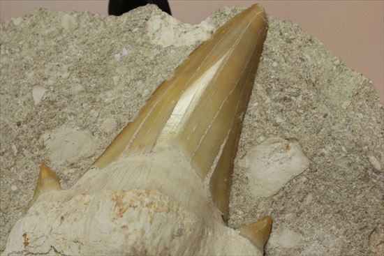 恐竜没後の時代に生きたサメの歯化石、オトダス(Otodus obliqqus)（その3）