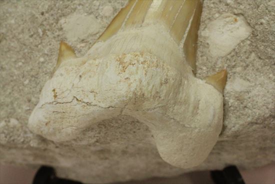 恐竜没後の時代に生きたサメの歯化石、オトダス(Otodus obliqqus)（その4）